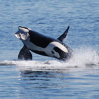 Killer whales and the mystery of human menopause 