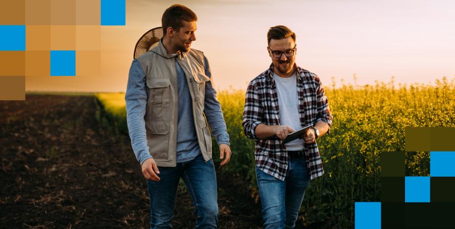 Two farmers reviewing their crop in a summer evening.