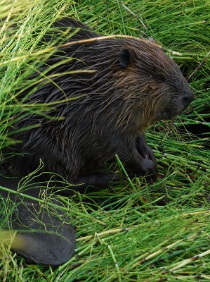 North American beaver (Castor canadensis) - photo by Dr Helen Wheeler