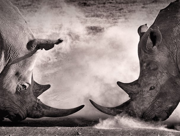 The image shows two rhinoceros squaring up to each other, about to charge. 