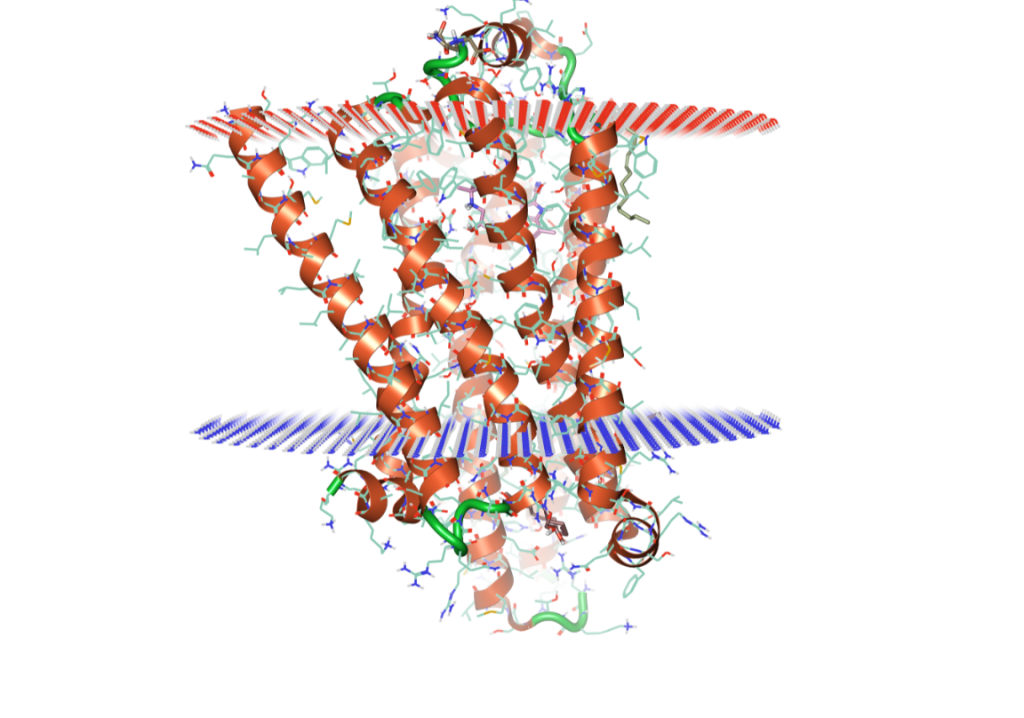 Membrane protein dynamics