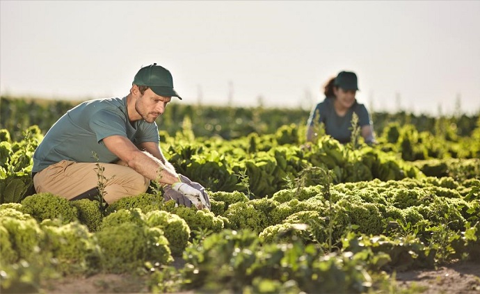 people working on the farm