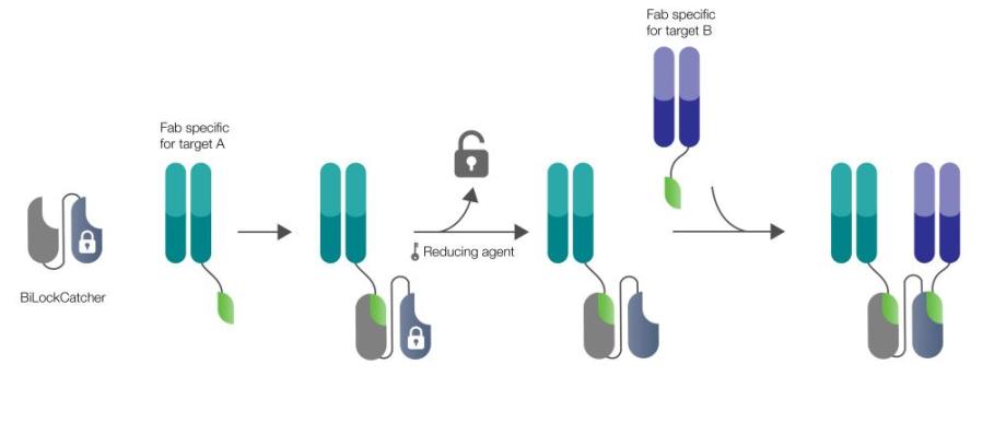 SpyLock technology for the rapid generation of bispecific antibodies