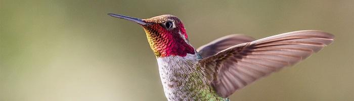 Bird with bright plumage_ credit: AdobeStock