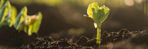 Green shoots of recovery_ tiny plant bursting through the soil_ credit Adobestock