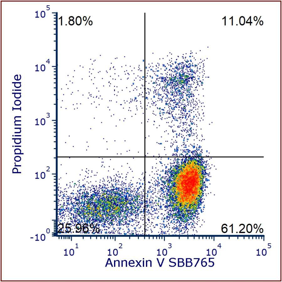 Annexin V StarBright™ Conjugates