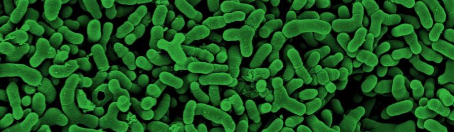 bacteria in gut