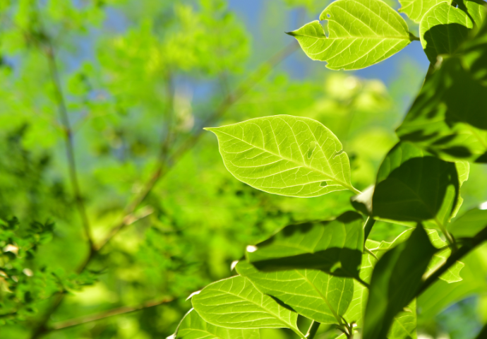 tree leaves