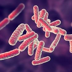human pathogen bacteria