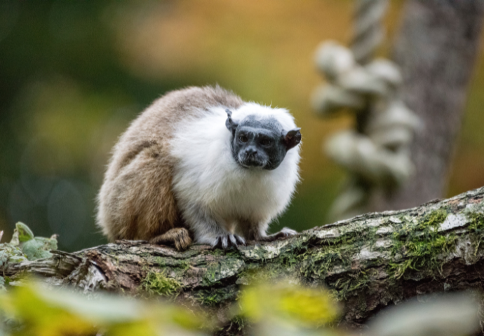 Pied tamarins