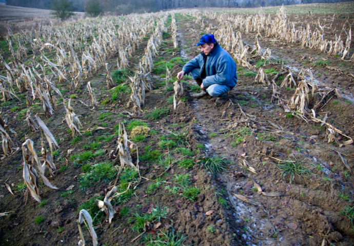 man looking at his failed corn crop 