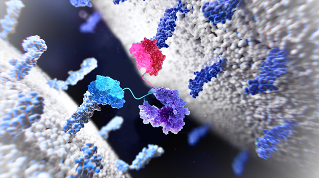 Rapid generation of bispecific antibodies for high-throughput screening with SpyLock service