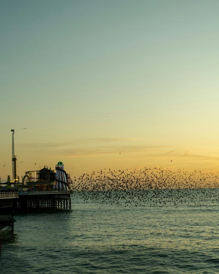 Starlings flying over a pier in Kent, UK.