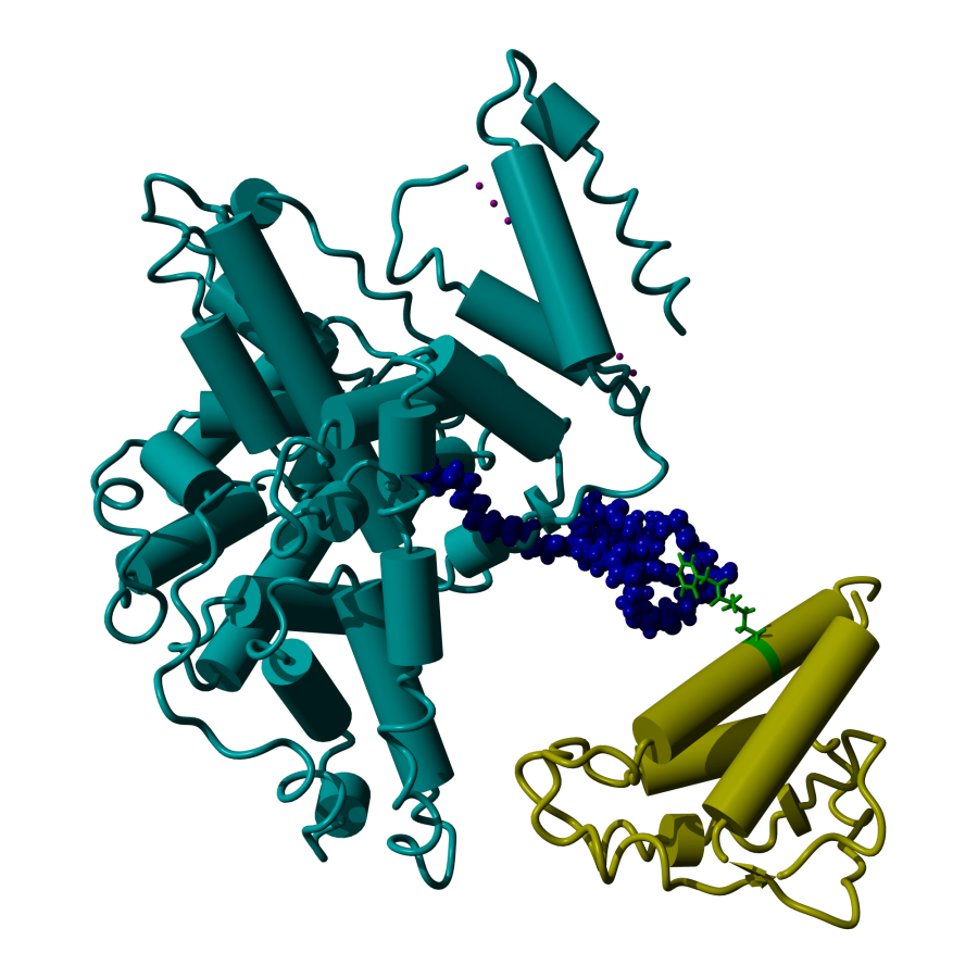 Site specific protein conjugation