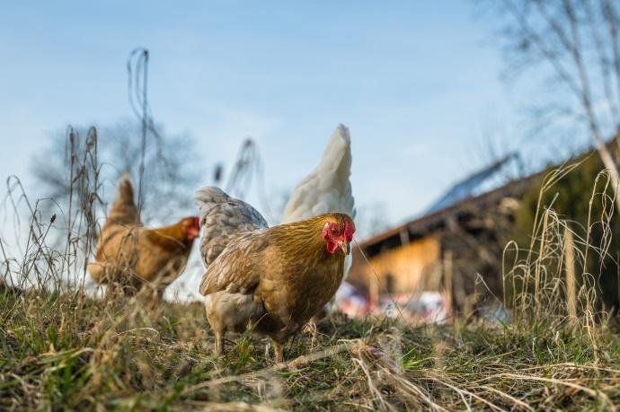 Chickens in a field