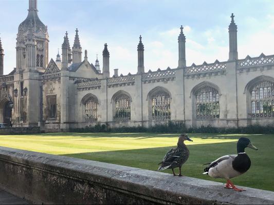 King's College Cambridge with ducks on the wall