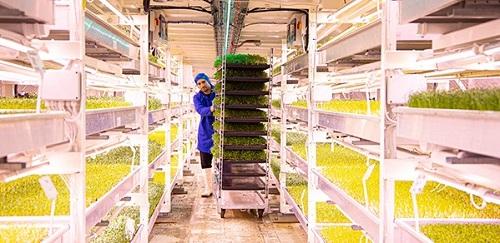   Inside Growing Underground, 33 metres below the streets in Clapham, London.  Credit: Growing Underground