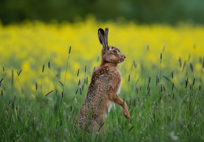 a hare