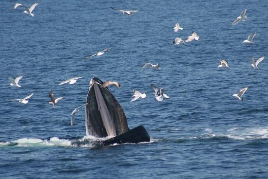 Humpbacks Share New Feeding Technique 