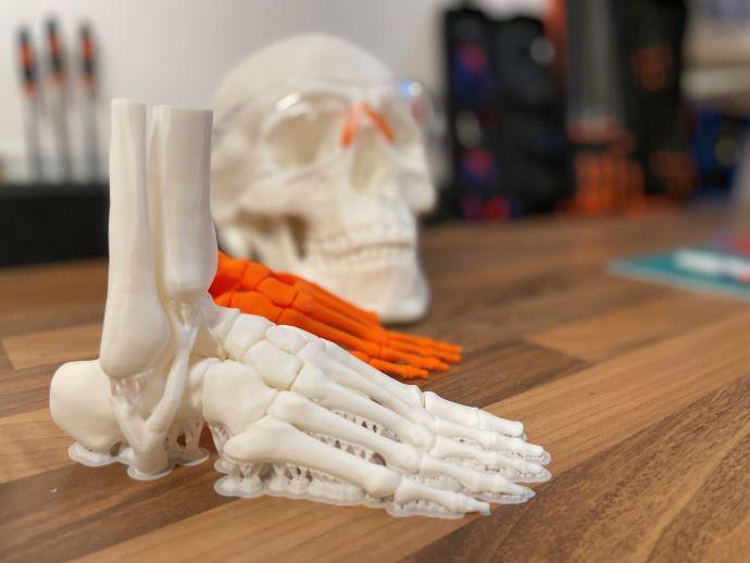 3D printed bones 