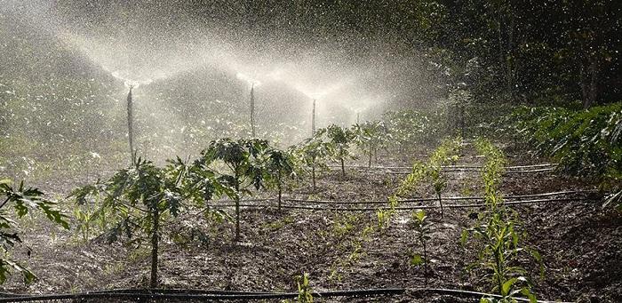   Crops being watered  Credit: Philip Junior Male on Unsplash