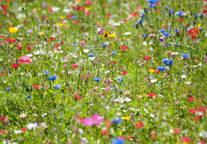 field of flowers 