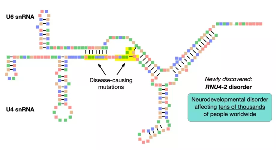 Schematic showing the structures of U4 and U6 RNAs, and the interactions between them. Mutations in the highlighted regions of U4 cause a neurodevelopmental disorder that affects tens of thousands. Image credit: Lab of Ernest Turro, PhD, at Icahn Mount Sinai.