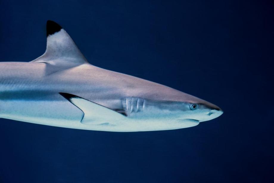 A shark swimming underwater