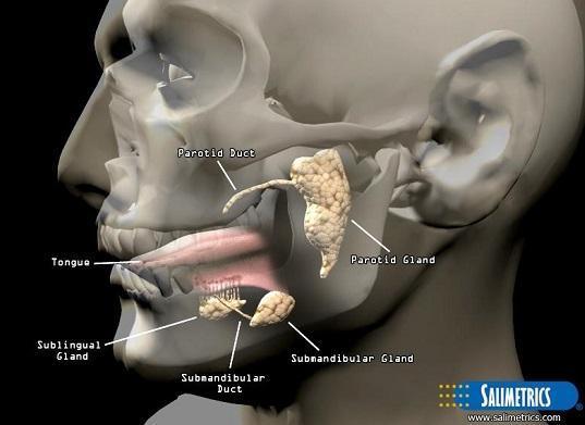 where-does-saliva-come-from-how-do-i-collect-and-test-samples