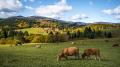 cows grazing in a field_Image by Lubos Houska from Pixabay