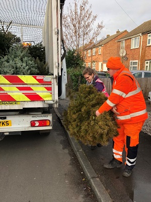 Volunteers collecting Christmas trees